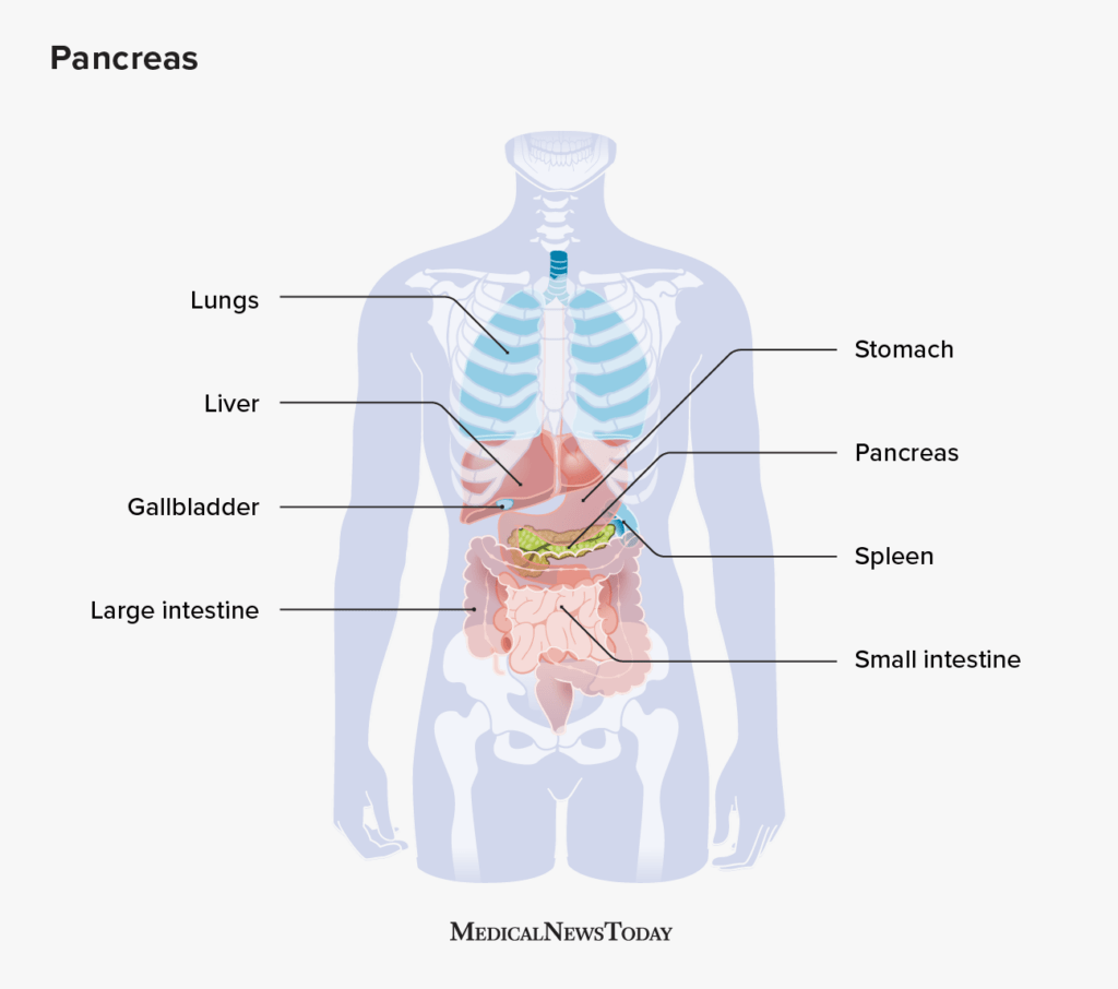 Pancreasul produce hormonul insulină